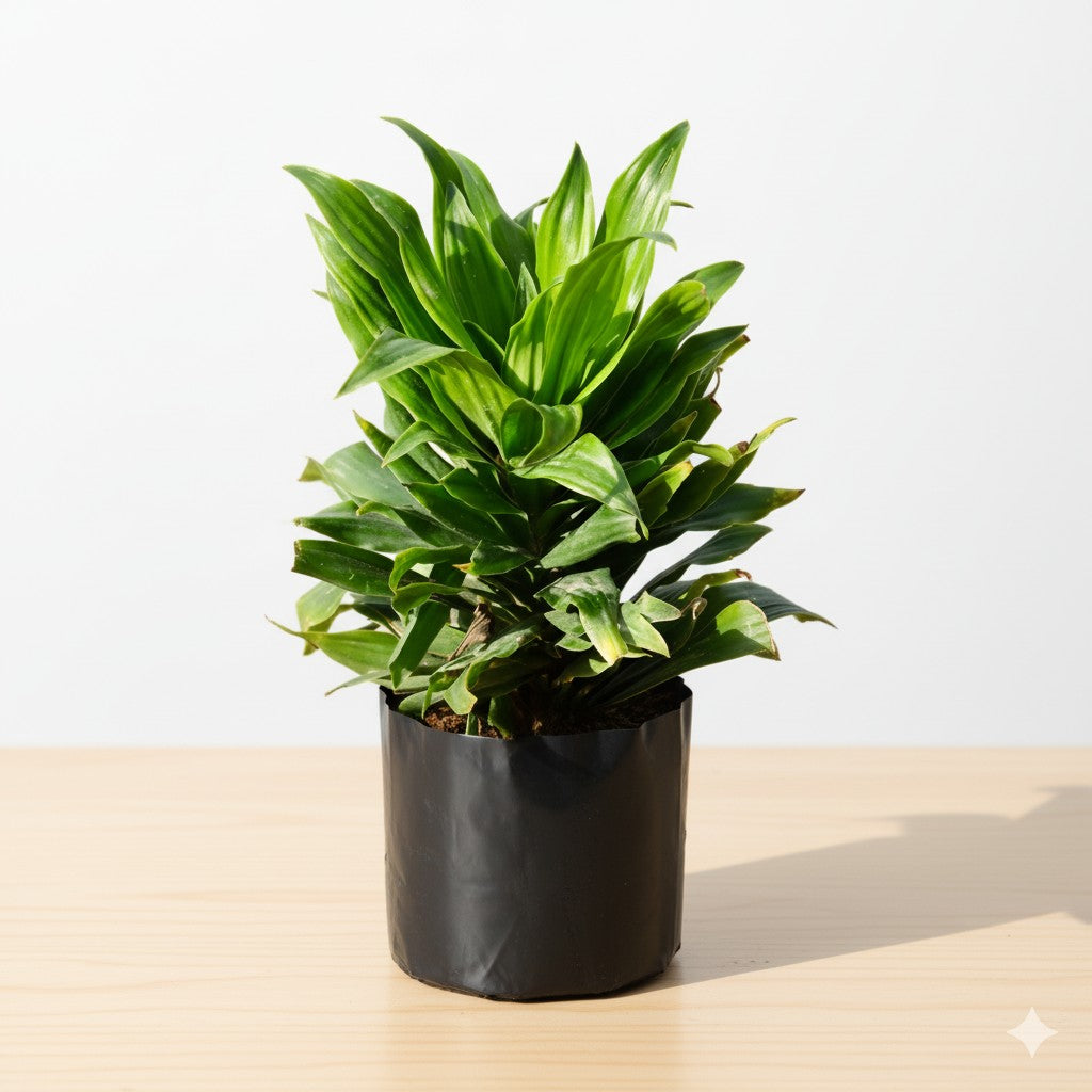 Dracaena compacta | 4 inch nursery bag