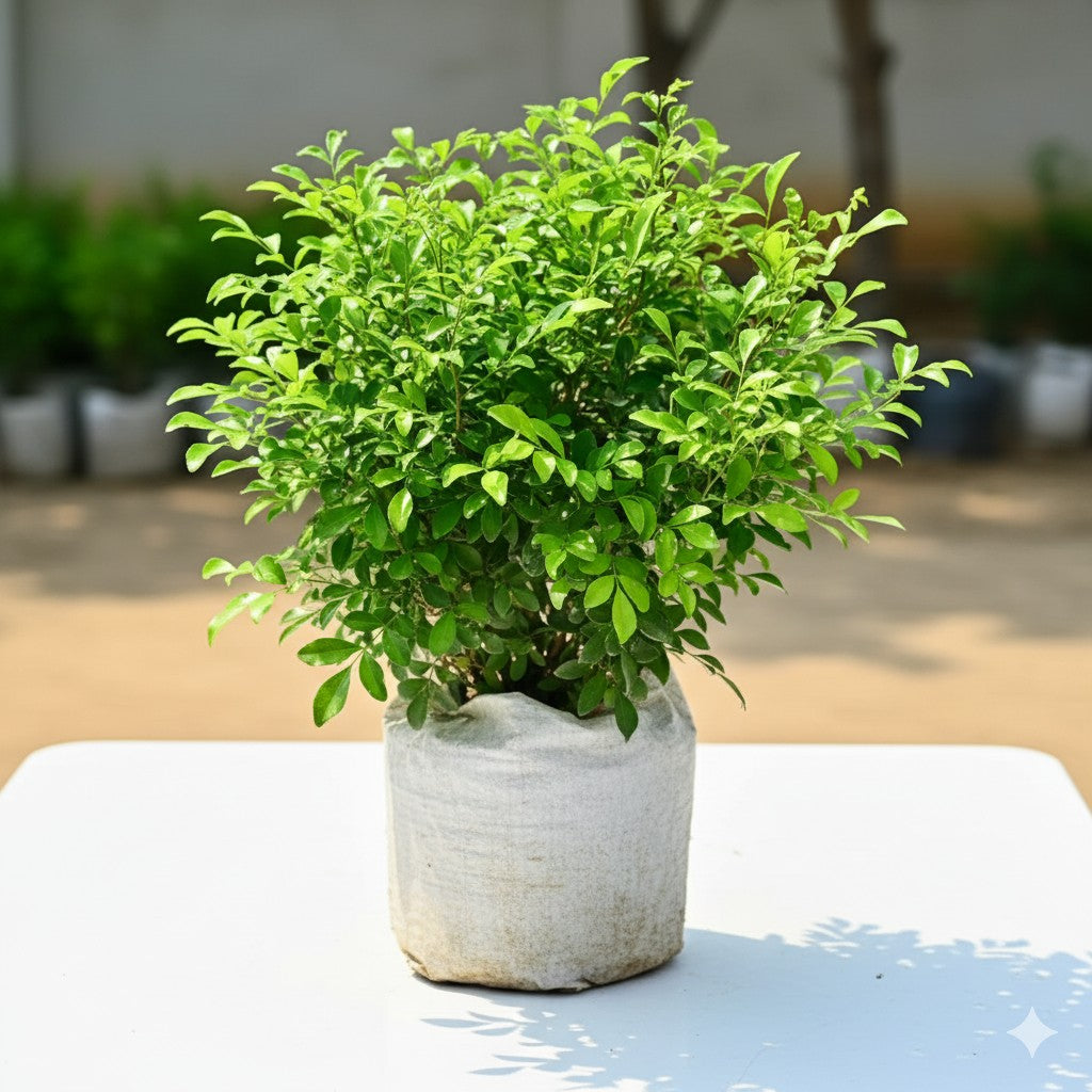 Madhu kamini Dwarf murraiya | 8 inch nursery bag