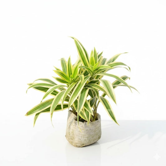 Song of India | 4 inch nursery bag