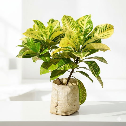 Croton Petra (Any Colour) 8 inch nursery bag