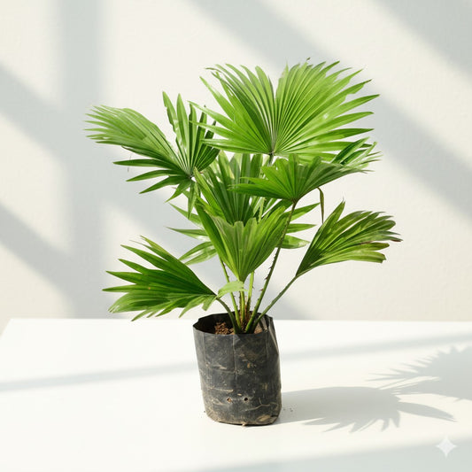 Buy Mogra / Motia Jasmin all time pune variety | 8 Inch Plant nursery bag โ Outdoor plant online at Limkrt India