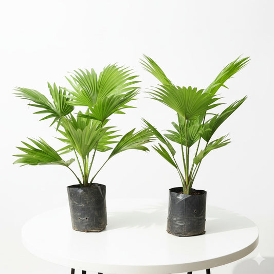 Set of 2 China Palm/ Fan palm | 4 inch nursery bag