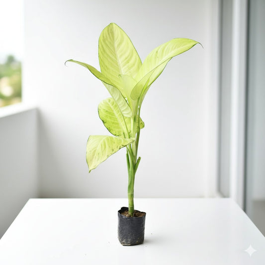 Dieffenbachia Tropic Marianne | 5 inch Nursery Bag