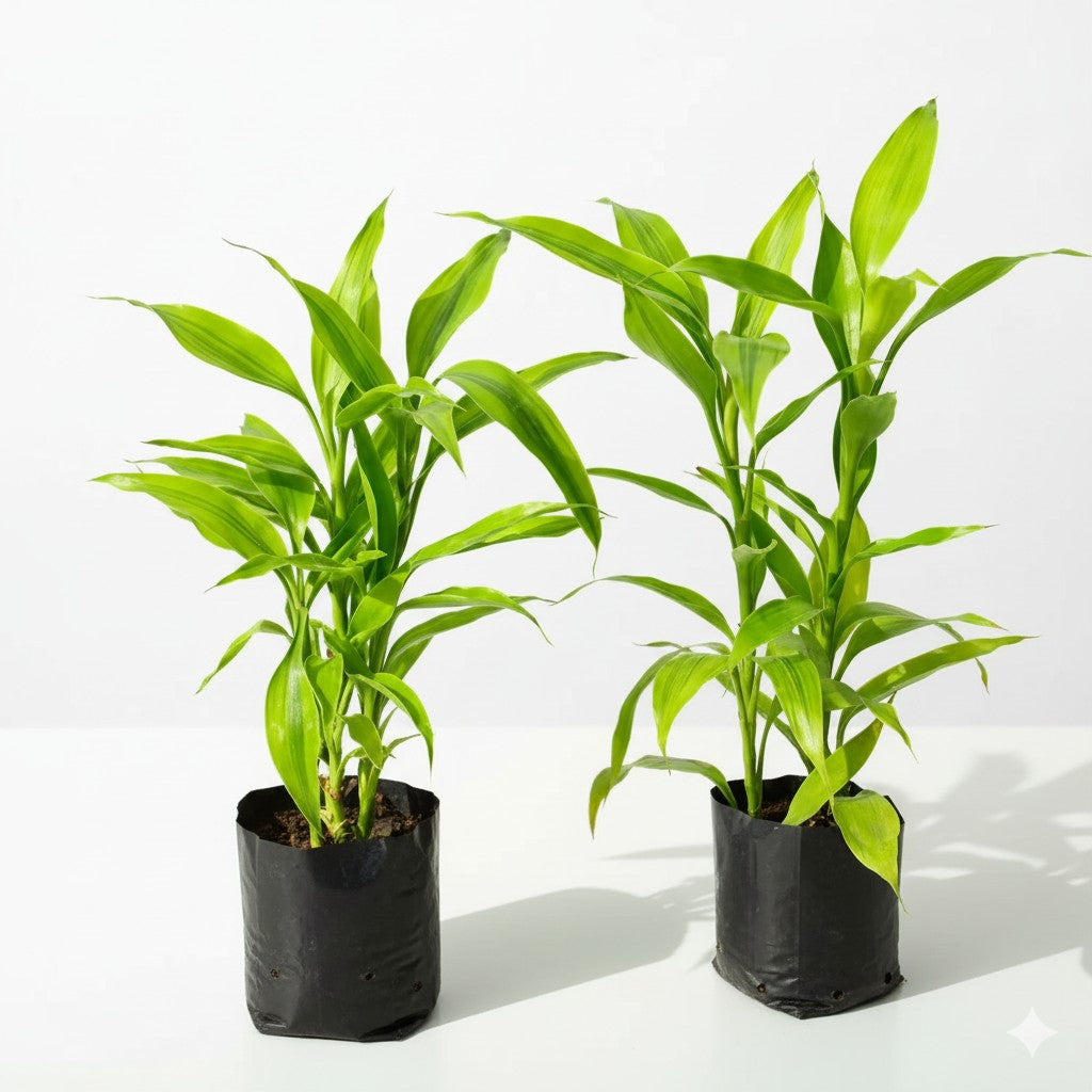 Set of 2 Golden Lucky bamboo | 4 inch nursery bag