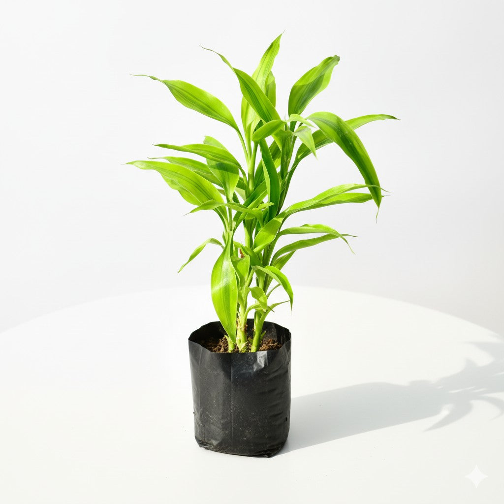 Golden Lucky bamboo | 4 inch nursery bag