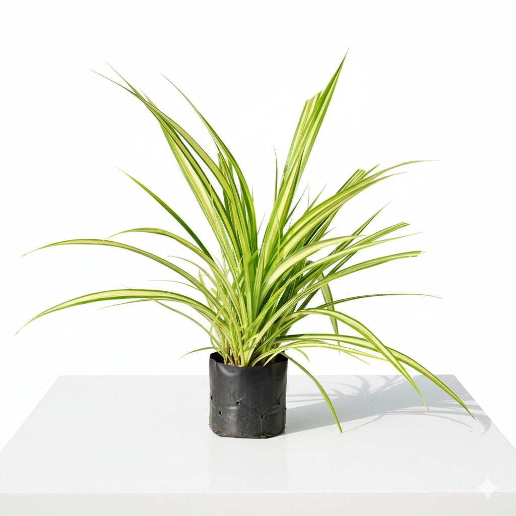 Pandanus / Golden spider | 4 inch nursery bag