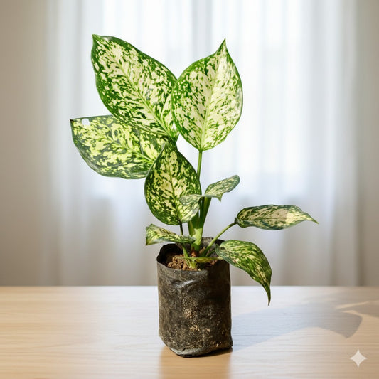 Buy Aglaonema White | 4 Inch Plant nursery bag โ Outdoor plant online at Limkrt India