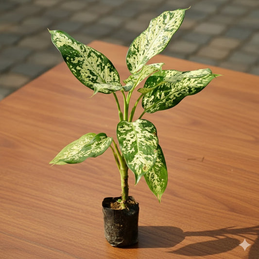 Buy Aglaonema Silver Lady | 5 Inch Plant nursery bag โ Outdoor plant online at Limkrt India