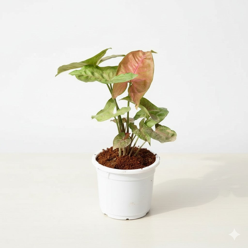 Syngonium bronze | 4 inch white nursery pot