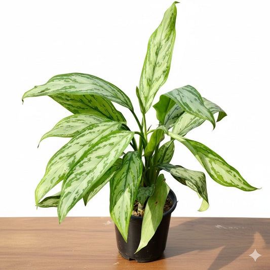 Buy Aglaonema chinese evergreen | 6 Inch Plant nursery pot โ Outdoor plant online at Limkrt India