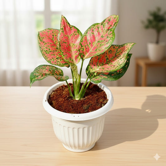 Aglaonema Red beauty | 8 inch white olive pot