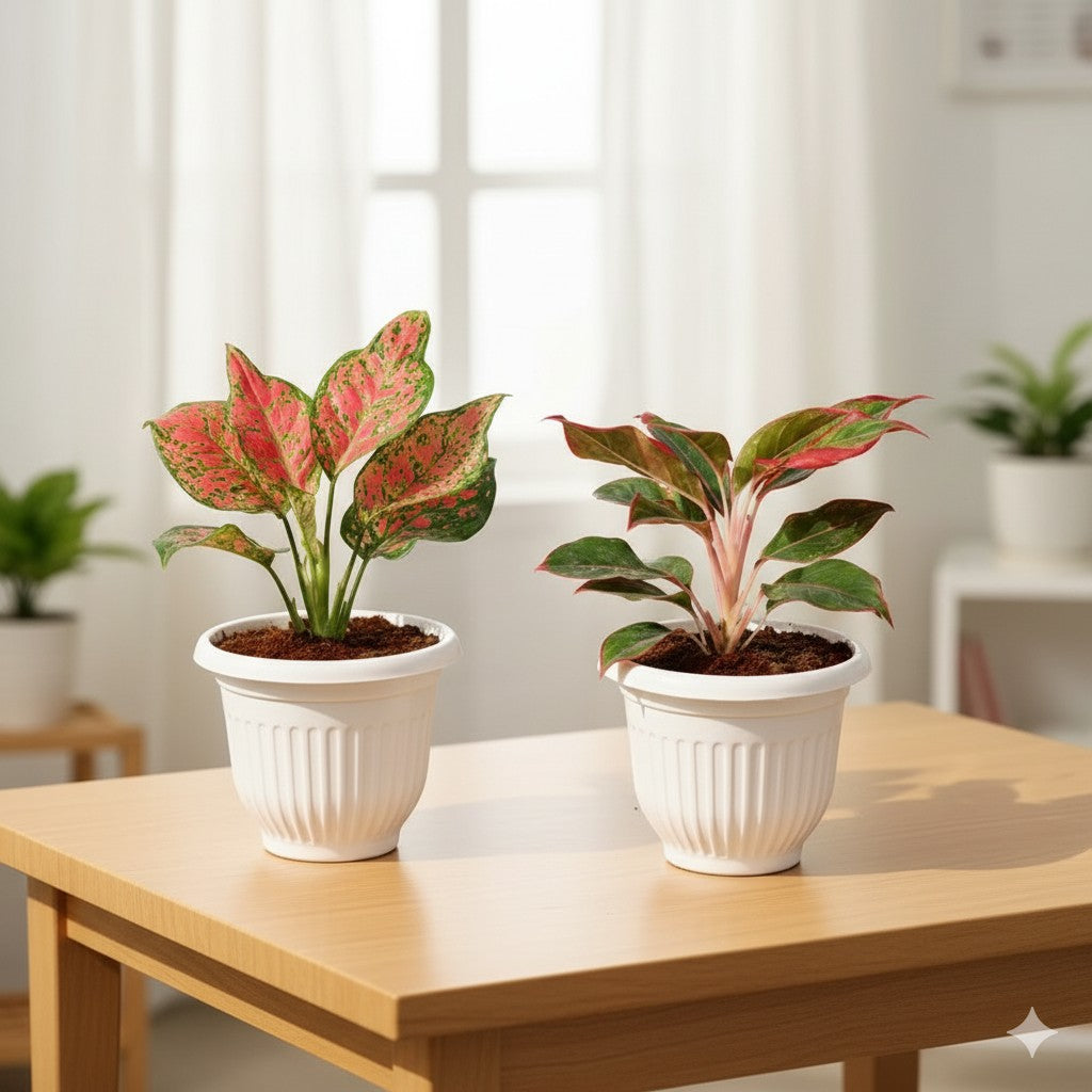 Set of 2 Aglaonema Red beauty  and Lipstick | 8 inch white olive pot