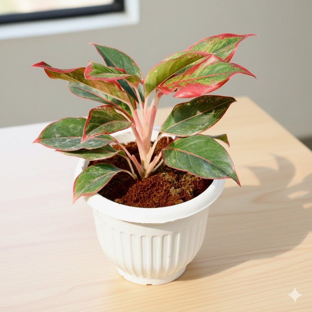 Aglaonema Lipstick | 8 inch white olive pot
