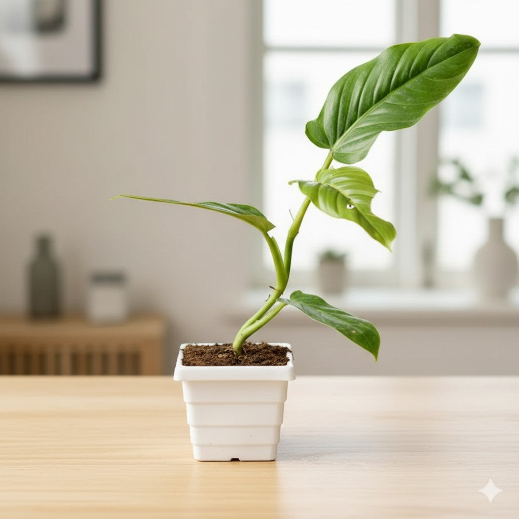 Philodendron Erubescens | 4 inch white orchid square pot