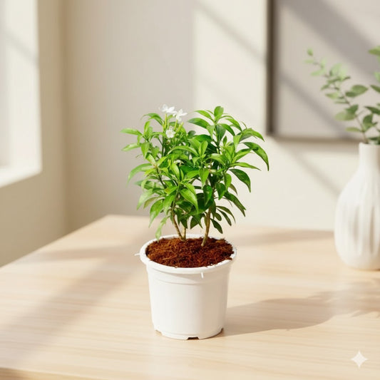 Mini Chandni / dwarf chandni | 4 inch white nursery pot