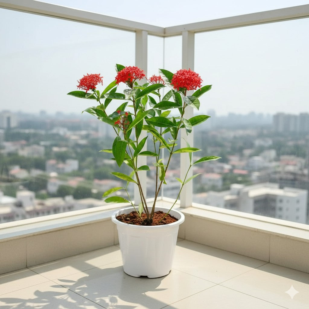 Ixora red (2-3 ft) | 12 inch white nursery pot