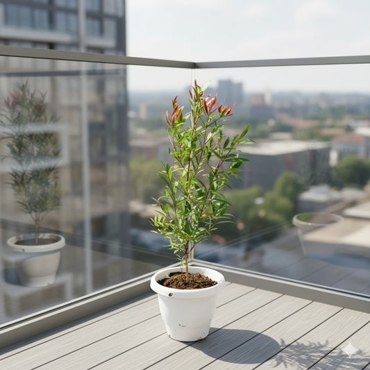 Syzygium Red (2 ft) | 8 inch white classy pot