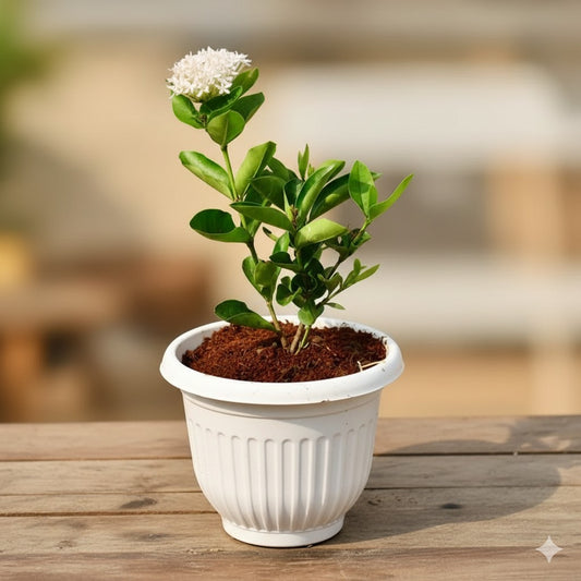 Buy Ixora dwarf white | 8 Inch Plant white olive pot โ Outdoor plant online at Limkrt India