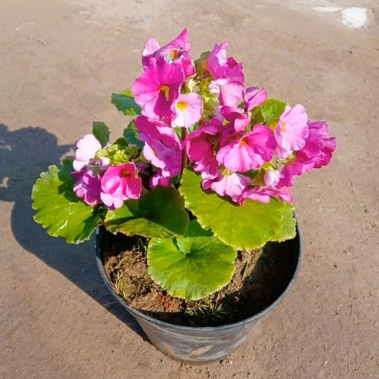 German Primrose / Primula (Any Colour) in 5 Inch Nursery Pot