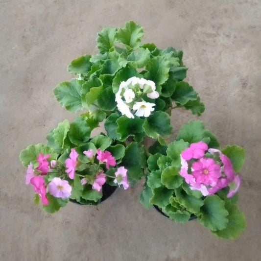 Set of 3 German Primrose / Primula (Any Colour) in 5 Inch Nursery Pot