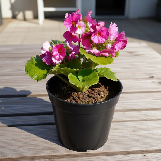 German Primrose / Primula (Any Colour) in 5 Inch Nursery Pot