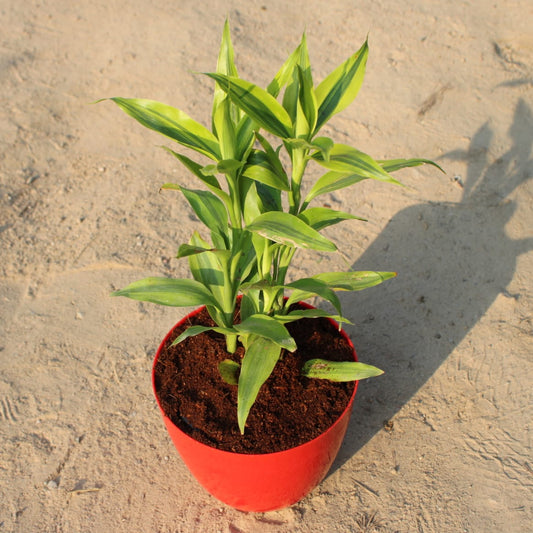 Golden Lucky Bamboo | 4 inch Red orchid round  pot