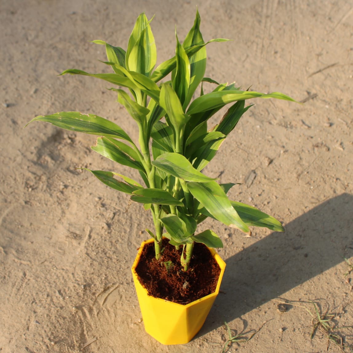 Golden Lucky Bamboo | 4 inch yellow diamanti pot