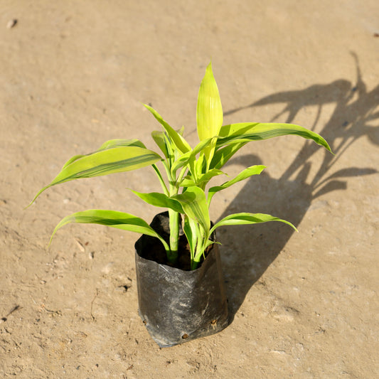Buy Golden Lucky Bamboo| 4 Inch Plant nursery bag โ Outdoor plant online at Limkrt India