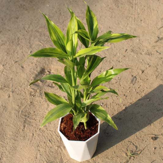 Golden Lucky Bamboo | 4 inch white Diamanti pot