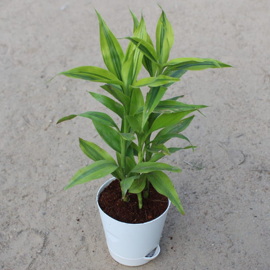 Buy Golden Lucky Bamboo | 4 Inch Plant white Florence Self Watering Pot โ Outdoor plant online at Limkrt India