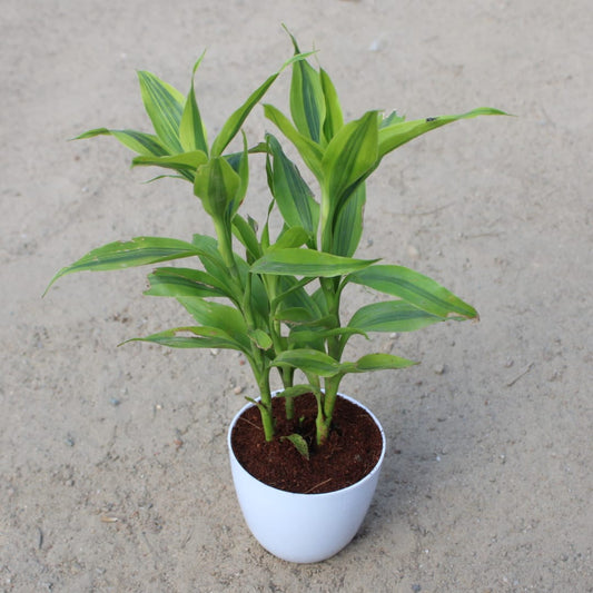 Golden Lucky bamboo | 4 Inch White Premium Orchid Round Plastic Pot