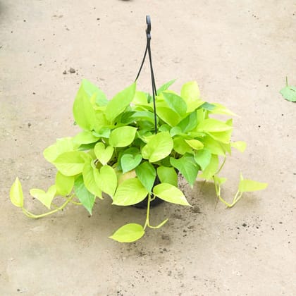 Buy Golden Money Plant | 8 Inch Plant hanging basket โ Outdoor plant online at Limkrt India