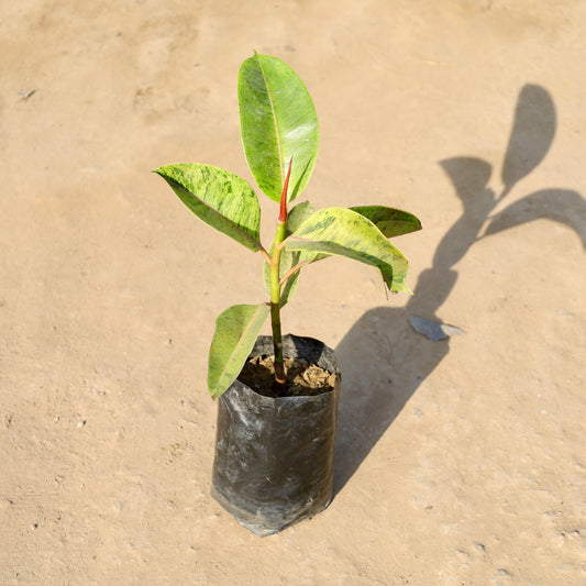 Buy Golden Rubber plant | 4 Inch Plant nursery bag โ Outdoor plant online at Limkrt India