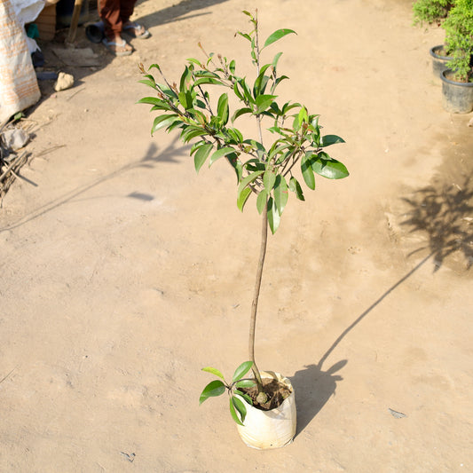 Buy Grafted Chiku | 8 Inch Plant nursery bag โ Outdoor plant online at Limkrt India