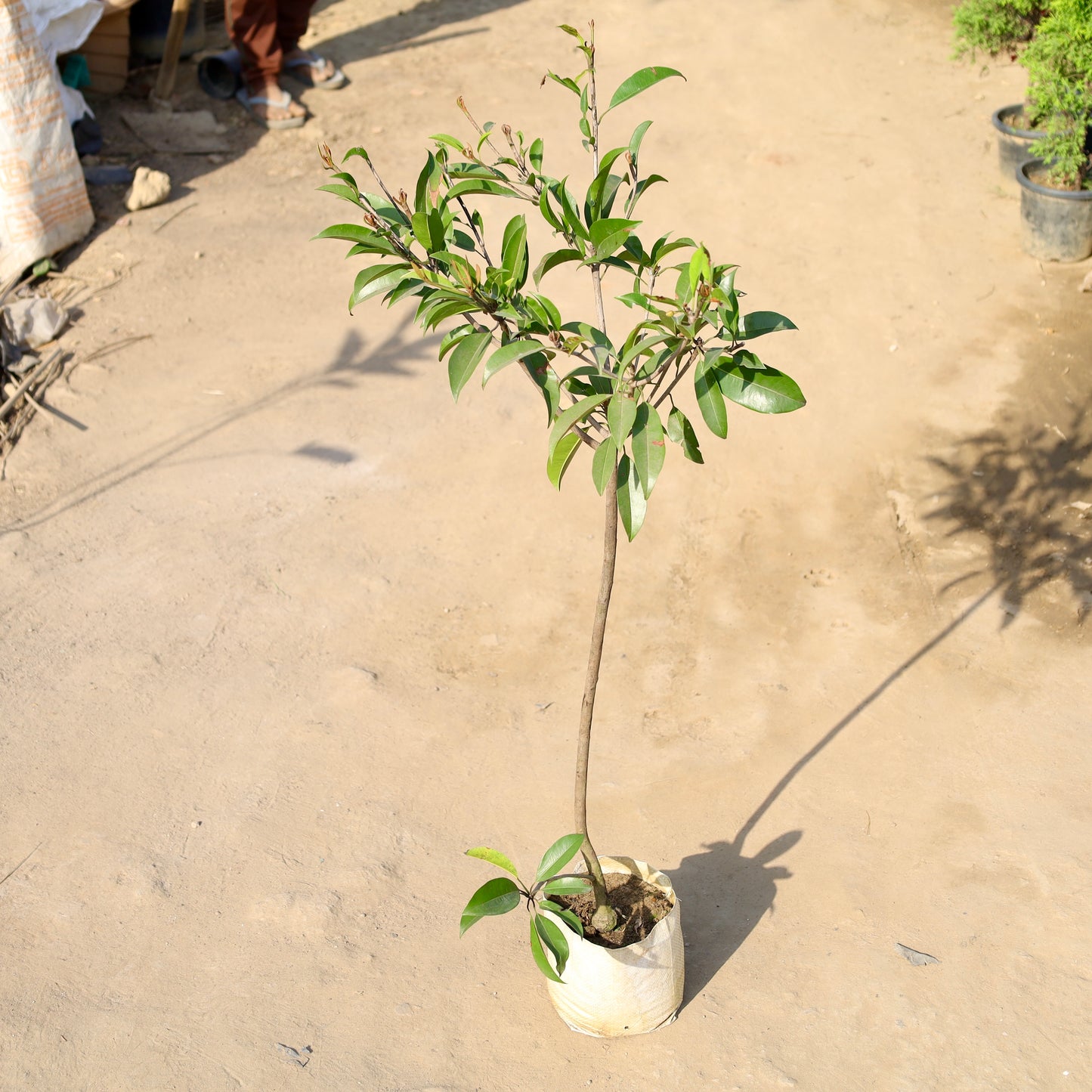 Grafted Chiku | 8 inch nursery bag