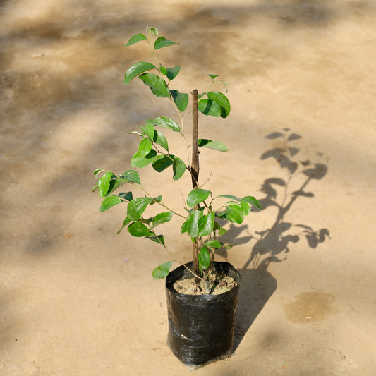 Grafted apple ber | 4 inch nursery bag