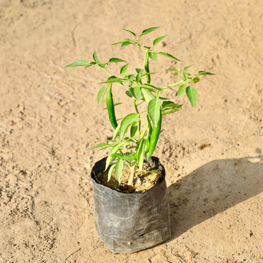 Buy Green Chilli | 4 Inch Plant nursery bag โ Outdoor plant online at Limkrt India