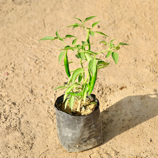 Green Chilli |  4 inch nursery bag