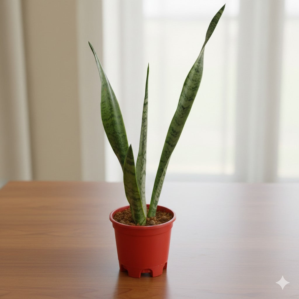 Air Purifier Snake Green / Sansevieria in 6 Inch Nursery Pot