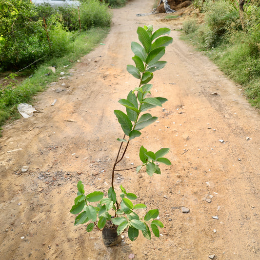 Buy Guava L-49 | 8 Inch Plant nursery bag โ Outdoor plant online at Limkrt India