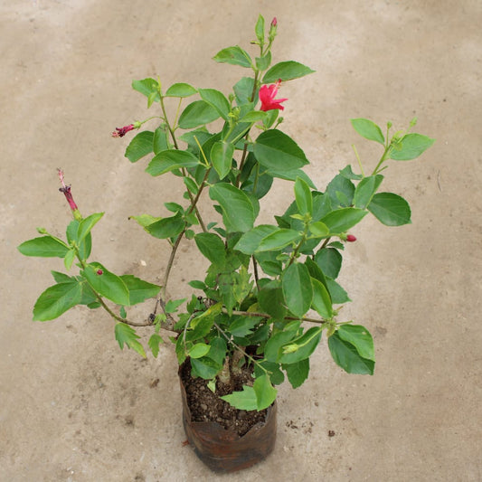 Buy Hibiscus High Choice all time | 8 Inch Plant poly bag โ Outdoor plant online at Limkrt India