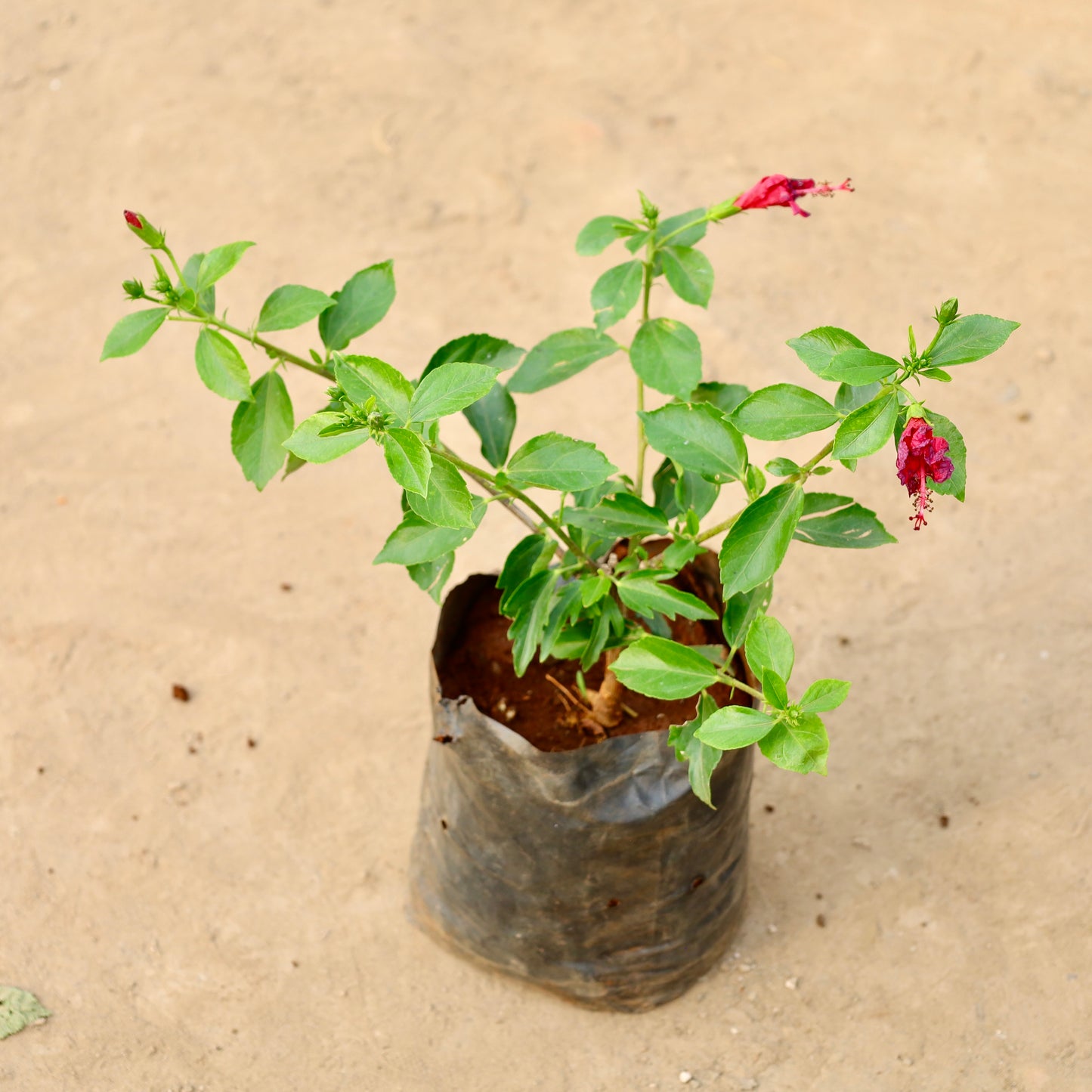Hibiscus High choice | 8 inch nursery bag