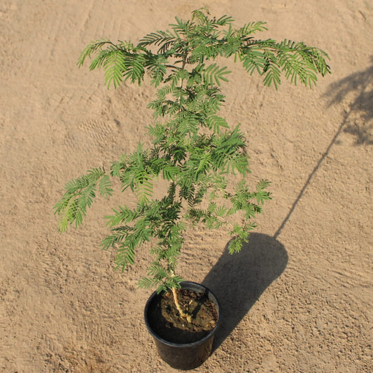 Buy Holy Shami | 6 Inch Plant Nursery pot โ Outdoor plant online at Limkrt India