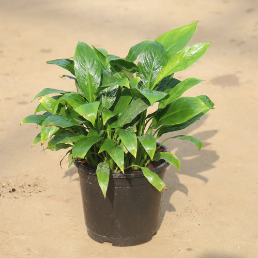 Peace Lily Bushy in 6 Inch Nursery Pot