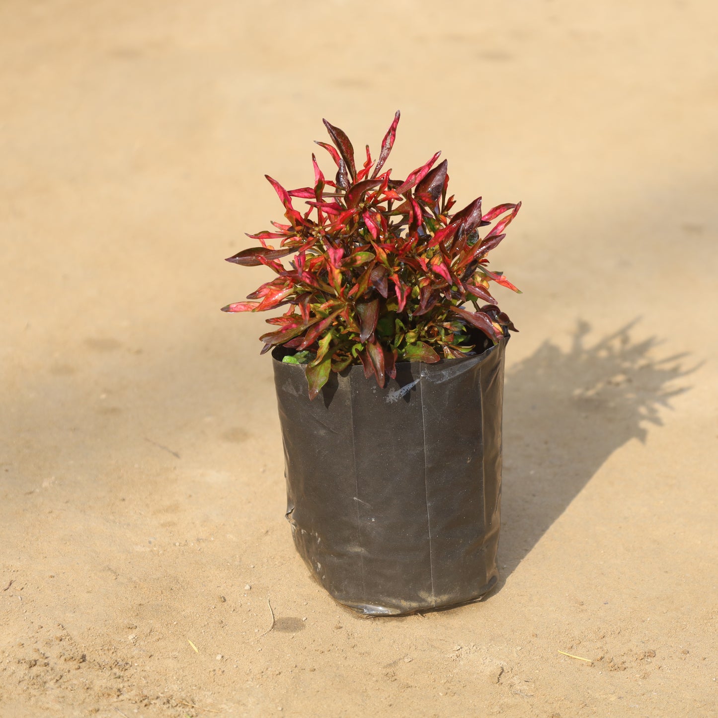 Alternanthera Red Plant in 4 Inch Nursery Bag