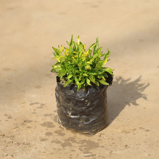 Alternanthera Green in 4 inch Nursery Bag