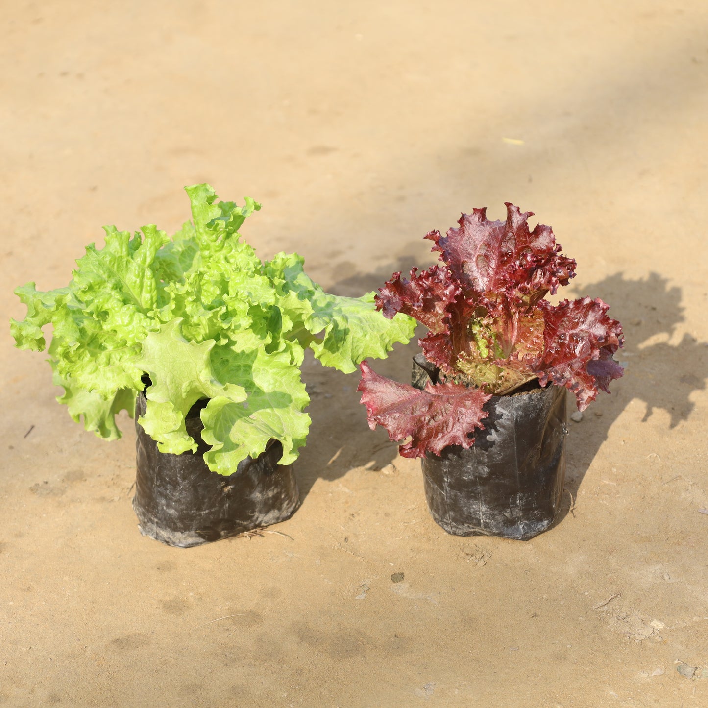 Set of 2 Lettuce Green and Red (Salad Patta) in 4 Inch Nursery Bag