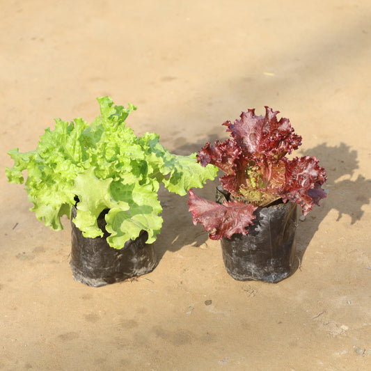 Set of 2 Lettuce Green and Red (Salad Patta) in 4 Inch Nursery Bag