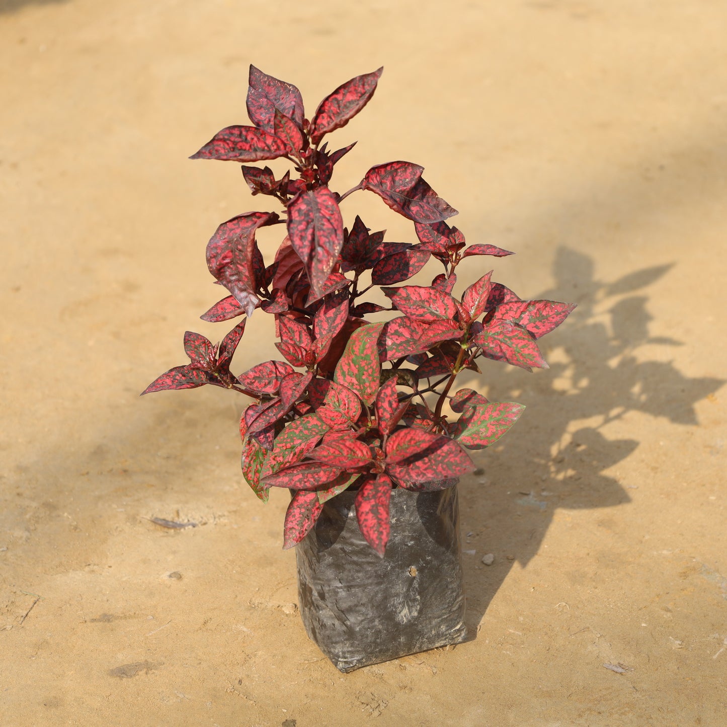 Hypoestes Polka Dot Red in 4 Inch Nursery Bag