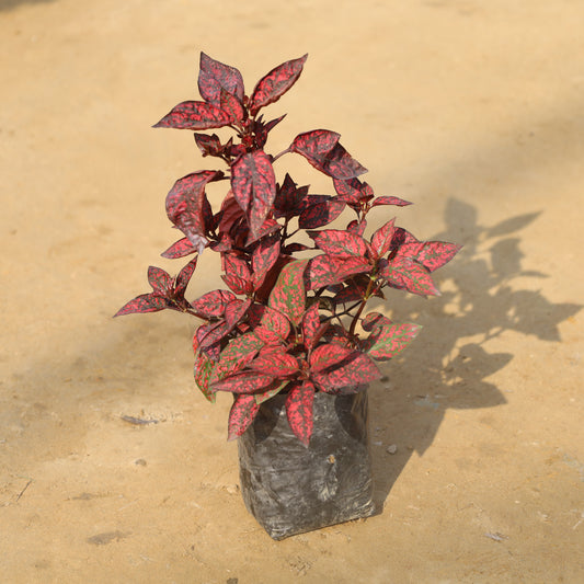 Hypoestes Polka Dot Red in 4 Inch Nursery Bag